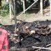 Kandang Kambing di Undaan Kudus Terbakar, 23 Ekor Ternak Mati