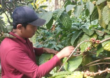 Jelang Panen Raya, Harga Kopi di Pati Melorot ke Rp55 Ribu Sekilo