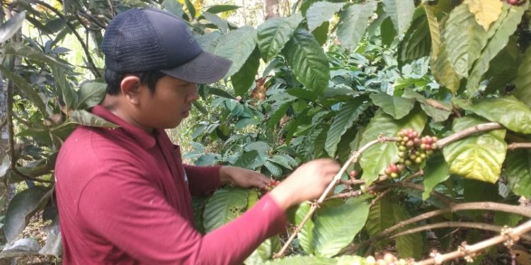 Jelang Panen Raya, Harga Kopi di Pati Melorot ke Rp55 Ribu Sekilo