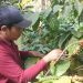 Jelang Panen Raya, Harga Kopi di Pati Melorot ke Rp55 Ribu Sekilo