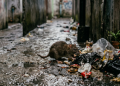 Ngeri! 21 Warga Pati Meninggal Dunia Akibat Leptospirosis Sepanjang 2026