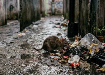 Ngeri! 21 Warga Pati Meninggal Dunia Akibat Leptospirosis Sepanjang 2026