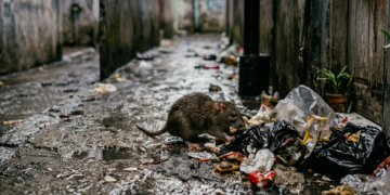 Ngeri! 21 Warga Pati Meninggal Dunia Akibat Leptospirosis Sepanjang 2026