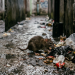 Ngeri! 21 Warga Pati Meninggal Dunia Akibat Leptospirosis Sepanjang 2026