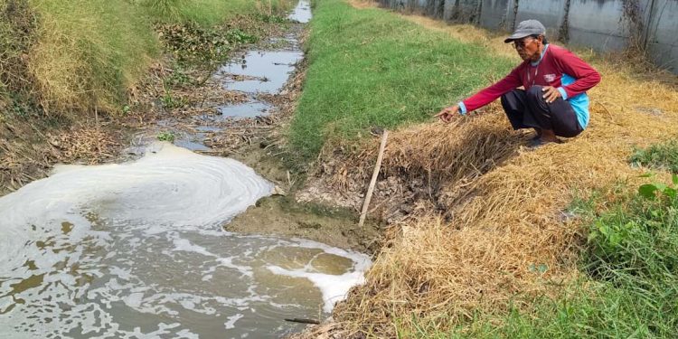 Diduga Tercemar Limbah Pabrik Ikan, Petambak di Gadingrejo Pati Rugi Puluhan Juta