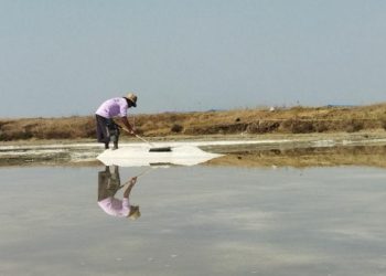 Kemarau Lebih Kering, Petambak Garam di 4 Kecamatan di Pati Mulai Panen