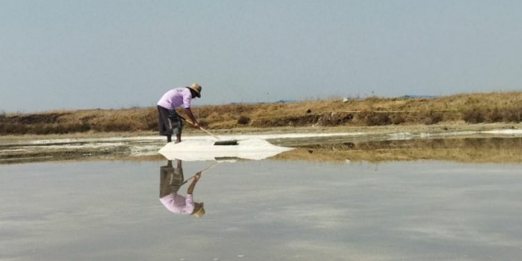 Kemarau Lebih Kering, Petambak Garam di 4 Kecamatan di Pati Mulai Panen