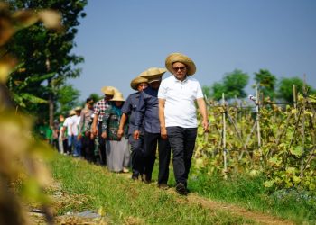 Sukses Panen Melon, Desa Tegalombo Pati Jadi Proyek Pertanian Modern