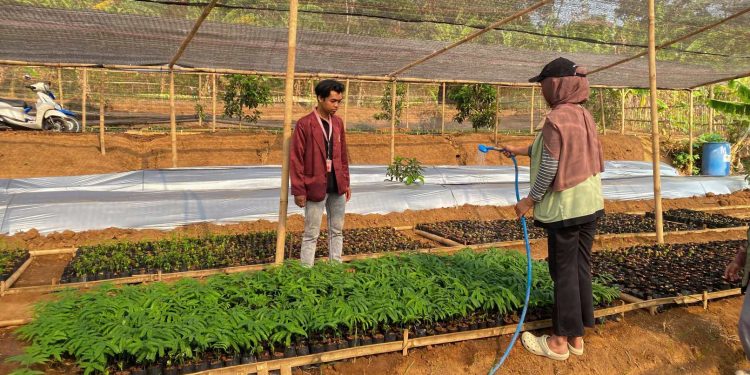 Hijaukan Kedungsari, Mahasiswa KKN UIN Sunan Kudus Bantu Rawat Bibit Pohon
