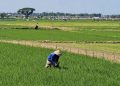 Kemarau Panjang, Ribuan Hektare Sawah di Pati Terancam Gagal Panen