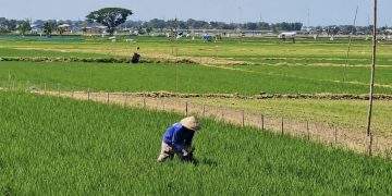 Kemarau Panjang, Ribuan Hektare Sawah di Pati Terancam Gagal Panen