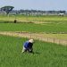 Kemarau Panjang, Ribuan Hektare Sawah di Pati Terancam Gagal Panen