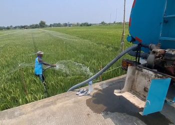 Kekeringan, Petani di Bungasrejo Pati Terpaksa Beli Air demi Selamatkan Padi