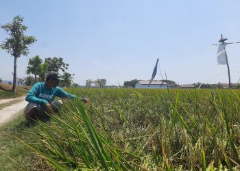 Rusak 4 Tahun Tak Diperbaiki, Irigasi Waduk Logung Tak Bisa Airi Sawah di Margorejo