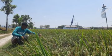 Rusak 4 Tahun Tak Diperbaiki, Irigasi Waduk Logung Tak Bisa Airi Sawah di Margorejo