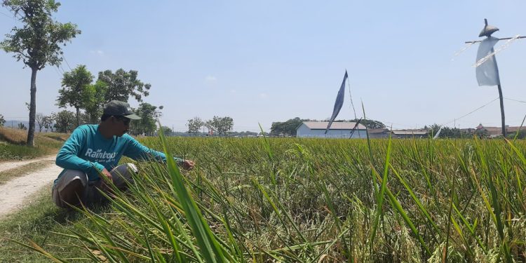 Rusak 4 Tahun Tak Diperbaiki, Irigasi Waduk Logung Tak Bisa Airi Sawah di Margorejo