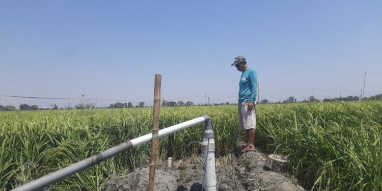​Imbas Kemarau Panjang, Petani di Jambean Kidul Pati Nekat Utang Demi Buat Sumur Bor